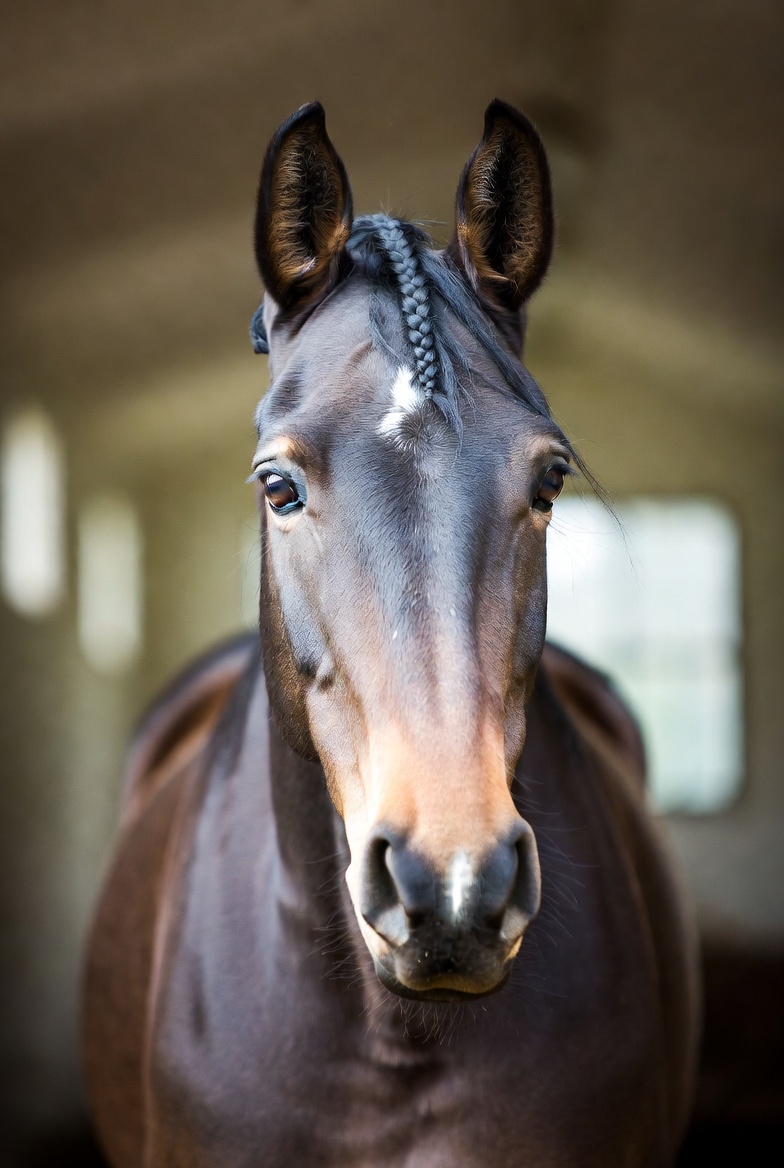 Close-up portrait of an elegant dark bay warmblood show jumper with kind intelligent expression